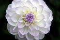 69 Blume_DDC1753 Kopie